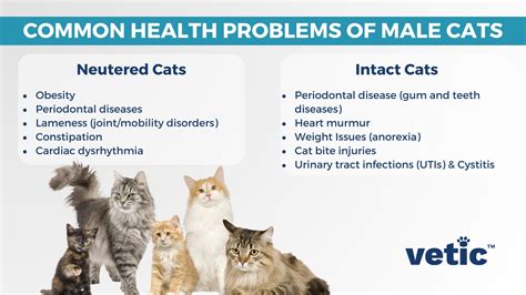 white cats health problems|Common Cat Diseases .